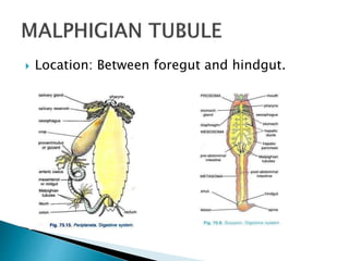  Location: Between foregut and hindgut.
 