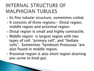  Its fine tubular structure, sometimes coiled.
 It consists of three regions:- Distal region,
middle region and proximal region.
 Distal region is small and highly contractile.
 Middle region is largest region with two
types of cell: “primary cell”, and “Stellate
cells”. Sometimes “Symbiont Protozoas “are
also found in middle region.
 Proximal region is also short region draining
pre-urine to hind gut.
 