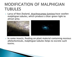  Larva of New Zealand, Arachnocampa luminos have swollen
malphigian tubules, which produce a blue-green light to
attract prey.
 In some insects, feeding on plant material containing noxious
allelochemicals, malphigian tubules helps to excrete such
toxins.
 