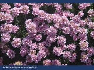 Herba namoradeira (Armeria pubigera)
 
