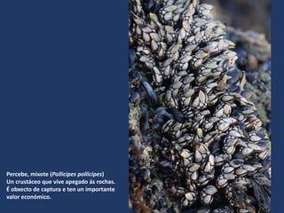 Percebe, mixote (Pollicipes pollicipes)
Un crustáceo que vive apegado ás rochas.
É obxecto de captura e ten un importante
valor económico.
 