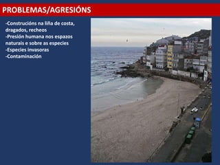PROBLEMAS/AGRESIÓNS
-Construcións na liña de costa,
dragados, recheos
-Presión humana nos espazos
naturais e sobre as especies
-Especies invasoras
-Contaminación
 