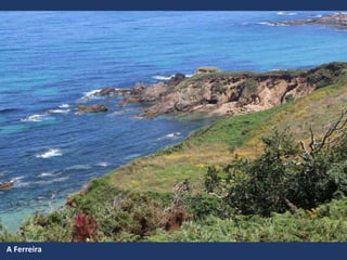 A Ferreira
 