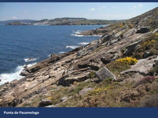 Punta de Pasamelogo
 