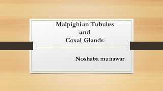 Malpighian Tubules
and
Coxal Glands
Noshaba munawar
 