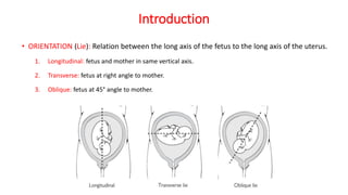 Introduction
• ORIENTATION (Lie): Relation between the long axis of the fetus to the long axis of the uterus.
1. Longitudinal: fetus and mother in same vertical axis.
2. Transverse: fetus at right angle to mother.
3. Oblique: fetus at 45° angle to mother.
 