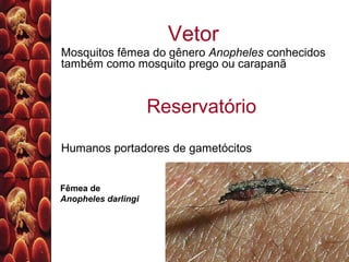 Vetor
Mosquitos fêmea do gênero Anopheles conhecidos
também como mosquito prego ou carapanã
Reservatório
Humanos portadores de gametócitos
Fêmea de
Anopheles darlingi
 