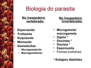 Biologia do parasita
No hospedeiro
vertebrado:
• Esporozoíta
• Trofozoíta
• Esquizonte
• Merozoíta
• Gametócitos
– Microgametócito
– Macrogametócito
No hospedeiro
invertebrado:
• Microgameta/
macrogameta
• Zigoto *
• Oocineto *
• Oocisto *
• Esporozoíta
• Formas evolutivas
* Estágios diplóides
 