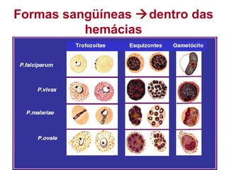 Formas sangüíneas dentro das
hemácias
 