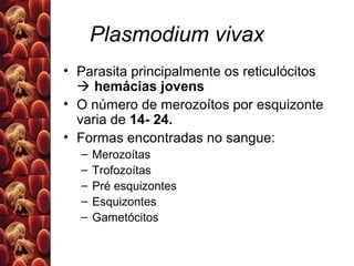 Plasmodium vivax
• Parasita principalmente os reticulócitos
 hemácias jovens
• O número de merozoítos por esquizonte
varia de 14- 24.
• Formas encontradas no sangue:
– Merozoítas
– Trofozoítas
– Pré esquizontes
– Esquizontes
– Gametócitos
 