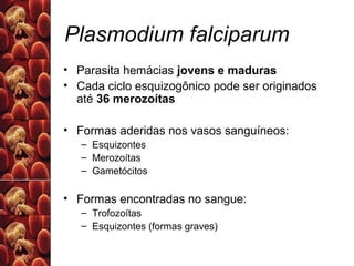 Plasmodium falciparum
• Parasita hemácias jovens e maduras
• Cada ciclo esquizogônico pode ser originados
até 36 merozoítas
• Formas aderidas nos vasos sanguíneos:
– Esquizontes
– Merozoítas
– Gametócitos
• Formas encontradas no sangue:
– Trofozoítas
– Esquizontes (formas graves)
 