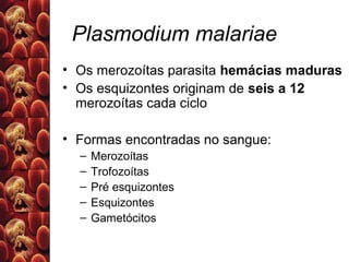Plasmodium malariae
• Os merozoítas parasita hemácias maduras
• Os esquizontes originam de seis a 12
merozoítas cada ciclo
• Formas encontradas no sangue:
– Merozoítas
– Trofozoítas
– Pré esquizontes
– Esquizontes
– Gametócitos
 