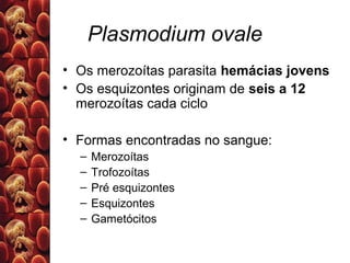 Plasmodium ovale
• Os merozoítas parasita hemácias jovens
• Os esquizontes originam de seis a 12
merozoítas cada ciclo
• Formas encontradas no sangue:
– Merozoítas
– Trofozoítas
– Pré esquizontes
– Esquizontes
– Gametócitos
 