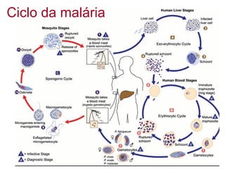 Ciclo da malária
 