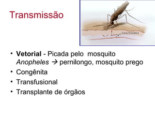 Transmissão
• Vetorial - Picada pelo mosquito
Anopheles  pernilongo, mosquito prego
• Congênita
• Transfusional
• Transplante de órgãos
 