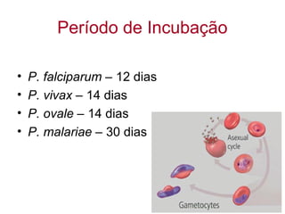 Período de Incubação
• P. falciparum – 12 dias
• P. vivax – 14 dias
• P. ovale – 14 dias
• P. malariae – 30 dias
 