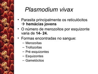 Plasmodium falciparum
• Parasita hemácias jovens e maduras
• Cada ciclo esquizogônico pode ser originados
até 36 merozoíta...