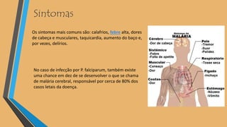 Sintomas
Os sintomas mais comuns são: calafrios, febre alta, dores
de cabeça e musculares, taquicardia, aumento do baço e,
por vezes, delírios.
No caso de infecção por P. falciparum, também existe
uma chance em dez de se desenvolver o que se chama
de malária cerebral, responsável por cerca de 80% dos
casos letais da doença.
 