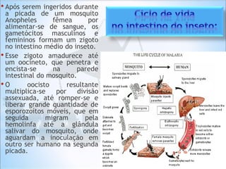 • Após serem ingeridos durante
a picada de um mosquito
Anopheles fêmea por
alimentar-se de sangue, os
gametócitos masculinos e
femininos formam um zigoto
no intestino médio do inseto.
• Esse zigoto amadurece até
um oocineto, que penetra e
encista-se na parede
intestinal do mosquito.
• O oocisto resultante
multiplica-se por divisão
assexuada, até romper-se e
liberar grande quantidade de
esporozoítos móveis, que em
seguida migram pela
hemolinfa até a glândula
salivar do mosquito, onde
aguardam a inoculação em
outro ser humano na segunda
picada.
 