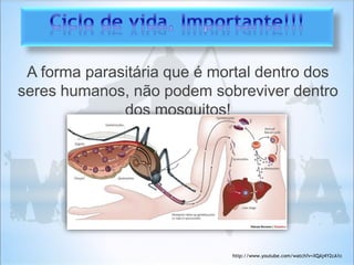 A forma parasitária que é mortal dentro dos
seres humanos, não podem sobreviver dentro
dos mosquitos!
http://www.youtube.com/watch?v=XQAj4Y2cA1c
 