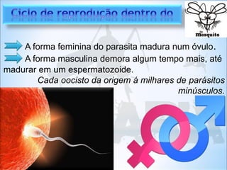 A forma feminina do parasita madura num óvulo.
A forma masculina demora algum tempo mais, até
madurar em um espermatozoide.
Cada oocisto da origem á milhares de parásitos
minúsculos.
 