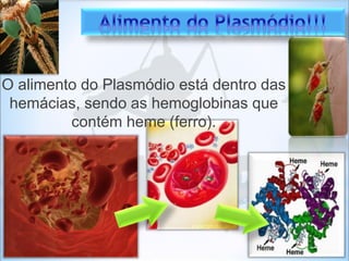 O alimento do Plasmódio está dentro das
hemácias, sendo as hemoglobinas que
contém heme (ferro).
 