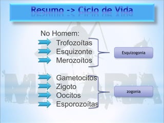 No Homem:
Trofozoítas
Esquizonte
Merozoítos
Gametocitos
Zigoto
Oocitos
Esporozoítas
Esquizogonia
zogonia
 