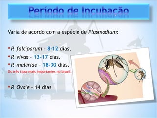 Varia de acordo com a espécie de Plasmodium:
•P. falciparum – 8-12 dias,
•P. vivax – 13-17 dias,
•P. malariae – 18-30 dias.
Os três tipos mais importantes no brasil.
•P. Ovale – 14 dias.
 
