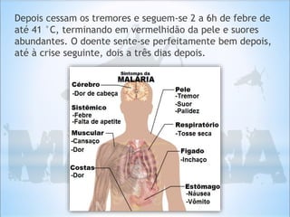 Depois cessam os tremores e seguem-se 2 a 6h de febre de
até 41 °C, terminando em vermelhidão da pele e suores
abundantes. O doente sente-se perfeitamente bem depois,
até à crise seguinte, dois a três dias depois.
 