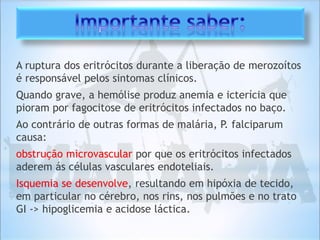 A ruptura dos eritrócitos durante a liberação de merozoítos
é responsável pelos sintomas clínicos.
Quando grave, a hemólise produz anemia e icterícia que
pioram por fagocitose de eritrócitos infectados no baço.
Ao contrário de outras formas de malária, P. falciparum
causa:
obstrução microvascular por que os eritrócitos infectados
aderem ás células vasculares endoteliais.
Isquemia se desenvolve, resultando em hipóxia de tecido,
em particular no cérebro, nos rins, nos pulmões e no trato
GI -> hipoglicemia e acidose láctica.
 