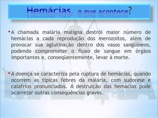 •A chamada malária maligna destrói maior número de
hemácias a cada reprodução dos merozoítos, além de
provocar sua aglutinação dentro dos vasos sangüíneos,
podendo comprometer o fluxo de sangue em órgãos
importantes e, conseqüentemente, levar à morte.
•A doença se caracteriza pela ruptura de hemácias, quando
ocorrem as típicas febres da malária, com sudorese e
calafrios pronunciados. A destruição das hemácias pode
acarretar outras conseqüências graves.
 