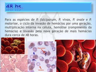 Para as espécies de P. falciparum, P. vivax, P. ovale e P.
malariae, o ciclo da invasão de hemácias por uma geração,
multiplicação interna na célula, hemólise (rompimento da
hemácia) e invasão pela nova geração de mais hemácias
dura cerca de 48 horas.
 