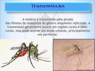 A malária é transmitida pela picada
das fêmeas de mosquitos do gênero Anopheles infectado. A
transmissão geralmente ocorre em regiões rurais e semi-
rurais, mas pode ocorrer em áreas urbanas, principalmente
em periferias.
 