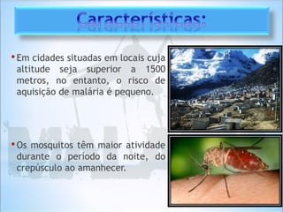 •Em cidades situadas em locais cuja
altitude seja superior a 1500
metros, no entanto, o risco de
aquisição de malária é pequeno.
•Os mosquitos têm maior atividade
durante o período da noite, do
crepúsculo ao amanhecer.
 