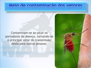 Contaminam-se ao picar os
portadores da doença, tornando-se
o principal vetor de transmissão
desta para outras pessoas.
 