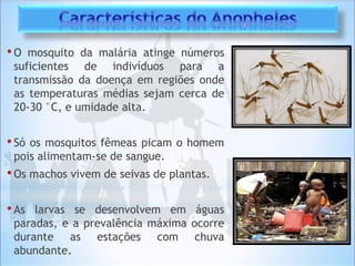 •O mosquito da malária atinge números
suficientes de indivíduos para a
transmissão da doença em regiões onde
as temperaturas médias sejam cerca de
20-30 °C, e umidade alta.
•Só os mosquitos fêmeas picam o homem
pois alimentam-se de sangue.
•Os machos vivem de seivas de plantas.
•As larvas se desenvolvem em águas
paradas, e a prevalência máxima ocorre
durante as estações com chuva
abundante.
 