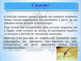 A infecção humana começa quando um mosquito Anopheles
fêmea inocula esporozoítos dos plasmódios a partir da sua
glândula salivar durante a hematofagia.
Essas formas são transportadas pela corrente sanguínea até
o fígado, onde invadem as células do parênquima hepático
e começam o período de reprodução assexuada.
Mediante esse processo de amplificação (conhecido como
esquizogonia ou merogonia intra-hepática ou pré-
eritrocitária), um único esporozoíto produz vários
merozoítos-filhos.
 