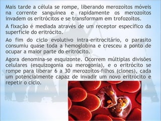 Mais tarde a célula se rompe, liberando merozoítos móveis
na corrente sanguínea e rapidamente os merozoítos
invadem os eritrócitos e se transformam em trofozoítos.
A fixação é mediada através de um receptor específico da
superfície do eritrócito.
Ao fim do ciclo evolutivo intra-eritrocitário, o parasito
consumiu quase toda a hemoglobina e cresceu a ponto de
ocupar a maior parte do eritrócito.
Agora denomina-se esquizonte. Ocorrem múltiplas divisões
celulares (esquizogonia ou merogonia), e o eritrócito se
rompe para liberar 6 a 30 merozoítos-filhos (clones), cada
um potencialmente capaz de invadir um novo eritrócito e
repetir o ciclo.
 