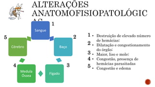 Sangue
Baço
Fígado
Medula
Óssea
Cérebro
• Destruição de elevado número
de hemácias;
• Dilatação e congestionamento
do órgão;
• Maior, liso e mole;
• Congestão, presença de
hemácias parasitadas
• Congestão e edema
1
2
34
5 1
2
3
4
5
 