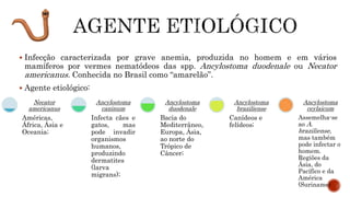  Infecção caracterizada por grave anemia, produzida no homem e em vários
mamíferos por vermes nematódeos das spp. Ancylostoma duodenale ou Necator
americanus. Conhecida no Brasil como “amarelão”.
 Agente etiológico:
Américas,
África, Ásia e
Oceania;
Necator
americanus
Infecta cães e
gatos, mas
pode invadir
organismos
humanos,
produzindo
dermatites
(larva
migrans);
Ancylostoma
caninum
Bacia do
Mediterrâneo,
Europa, Ásia,
ao norte do
Trópico de
Câncer;
Ancylostoma
duodenale
Canídeos e
felídeos;
Ancylostoma
braziliense
Assemelha-se
ao A.
braziliense,
mas também
pode infectar o
homem.
Regiões da
Ásia, do
Pacífico e da
América
(Suriname)
Ancylostoma
ceylaicum
 