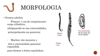  Vermes adultos
- Fêmeas: 1 cm de comprimento;
corpo cilíndrico,
adelgaçando-se nas extremidades,
principalmente na posterior.
- Machos: são menores e
têm a extremidade posterior
expandida
para formar a bolsa copuladora.
 