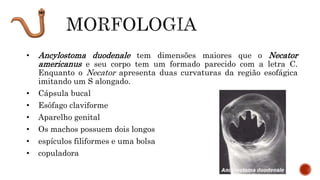 • Ancylostoma duodenale tem dimensões maiores que o Necator
americanus e seu corpo tem um formado parecido com a letra C.
Enquanto o Necator apresenta duas curvaturas da região esofágica
imitando um S alongado.
• Cápsula bucal
• Esôfago claviforme
• Aparelho genital
• Os machos possuem dois longos
• espículos filiformes e uma bolsa
• copuladora
 