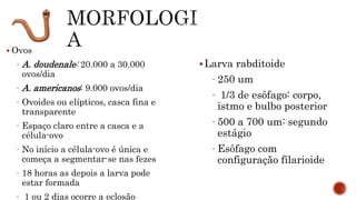  Ovos
- A. doudenale: 20.000 a 30.000
ovos/dia
- A. americanos: 9.000 ovos/dia
- Ovoides ou elípticos, casca fina e
transparente
- Espaço claro entre a casca e a
célula-ovo
- No início a célula-ovo é única e
começa a segmentar-se nas fezes
- 18 horas as depois a larva pode
estar formada
- 1 ou 2 dias ocorre a eclosão
Larva rabditoide
- 250 um
- 1/3 de esôfago: corpo,
istmo e bulbo posterior
- 500 a 700 um: segundo
estágio
- Esôfago com
configuração filarioide
 