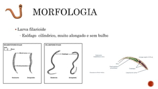  Larva filarioide
- Esôfago cilíndrico, muito alongado e sem bulbo
 