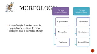  A morfologia é muito variada,
dependendo da fase do ciclo
biológico que o parasito atinge.
Formas
extracelulares
Esporozoítos
Merozoítos
Oocinetos
Formas
intracelulares
Trofozoítos
Esquizontes
Gametócitos
 