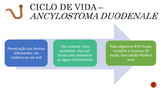 Penetração das formas
infectantes: via
cutânea ou via oral
Via cutânea: ciclo
pulmonar; via oral:
larvas com alimentos
ou água contaminada
Tubo digestivo3ª muda,
invadem a mucosa; 4ª
muda, fase adultapôem
ovos
 