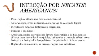  Penetração cutânea das formas infectantes;
 As larvas penetram utilizando as lancetas do vestíbulo bucal;
 Circulações cutânea, linfática ou sanguínea;
 Coração e pulmões;
 Arrastadas pelas secreções da árvore respiratória e os batimentos
ciliares da mucosa dos bronquíolos, brônquios e traqueia sobem até a
laringe e a faringe dos hospedeiros, completando o ciclo pulmonar;
 Deglutidas com o muco, as larvas chegam aos intestinos
 