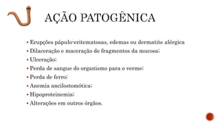 Erupções pápulo-eritematosas, edemas ou dermatite alérgica
 Dilaceração e maceração de fragmentos da mucosa;
 Ulceração;
 Perda de sangue do organismo para o verme;
 Perda de ferro;
 Anemia ancilostomótica;
 Hipoproteinemia;
 Alterações em outros órgãos.
 