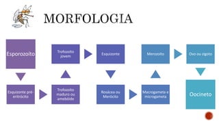 Esporozoíto
Esquizonte pré-
eritrócito
Trofozoíto
maduro ou
amebóide
Trofozoíto
jovem
Esquizonte
Rosácea ou
Merócito
Macrogameta e
microgameta
Merozoíto Ovo ou zigoto
Oocineto
 