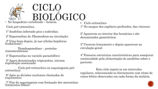 • No hospedeiro vertebrado – homem.
Ciclo pré-eritrocítico.
1º Anofelino infectado pica o indivíduo.
2º Esporozoítas do Plasmodium na circulação;
3º Uma hora depois, já nas células hepáticas
(endocitose);
Trombospondinas – proteína
transmembrana;
4º Esporozoítas no vacúolo parasitóforo;
5º Agora denominados criptozoítas, iniciam
reprodução assexuada;
Ciclo pré-eritrocítico ou esquizogonia pré-
eritrocítica;
6º Após as divisões nucleares chamados de
esquizontes;
7º Fim da esquizogonia com formação dos merozoítas
(elementos-filhos);
• Ciclo eritrocítico
1º No sangue dos capilares profundos, das vísceras;
2º Aparecem no interior das hemácias e são
denominados gametócitos;
3º Crescem lentamente e depois aparecem na
circulação geral;
4º Possuem estruturas características para assegurar
continuidade pela alimentação do anofelino sobre o
paciente.
Este ciclo repete-se em intervalos
regulares, relacionando-se diretamente com ritmo de
crises febris observadas em cada forma da malária.
 